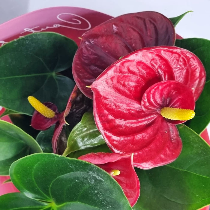 ANTHURIUM andr 12cm