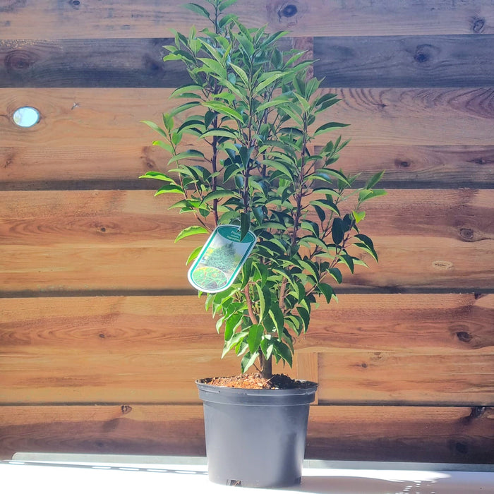 PRUNUS 'L Angustifolia'