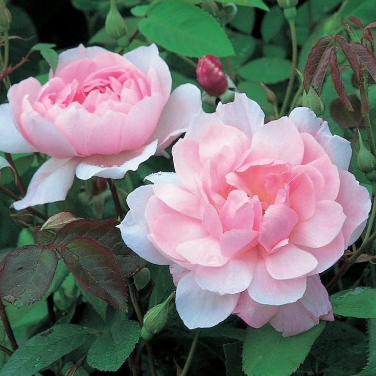 DAVID AUSTIN ROSES - Mary Delany 6ltr Climbing