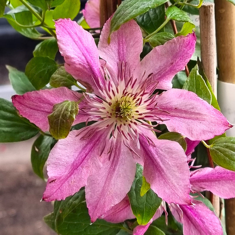 CLEMATIS Sarah Elizabeth Evipo098 3L