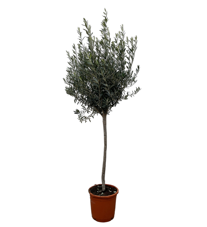 OLEA europaea P24