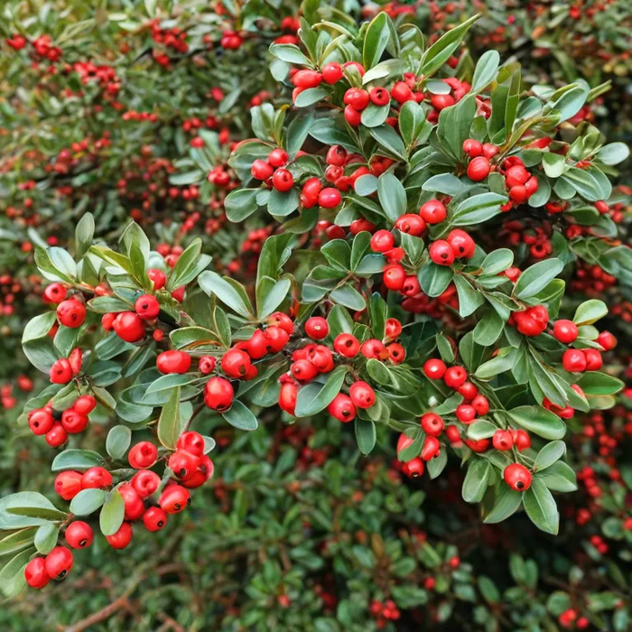 COTONEASTER Horizontalis 3ltr