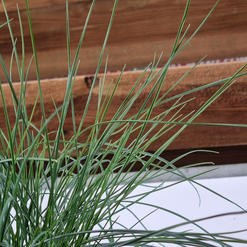 FESTUCA Elijah Blue 2ltr
