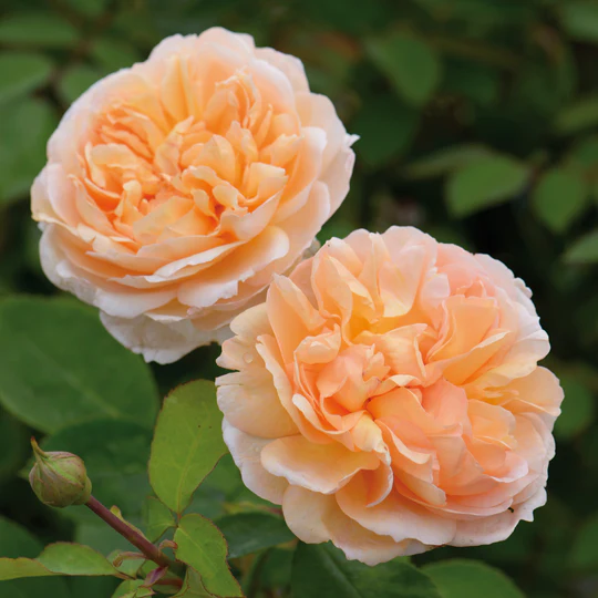 DAVID AUSTIN ROSES - The Lady Gardener