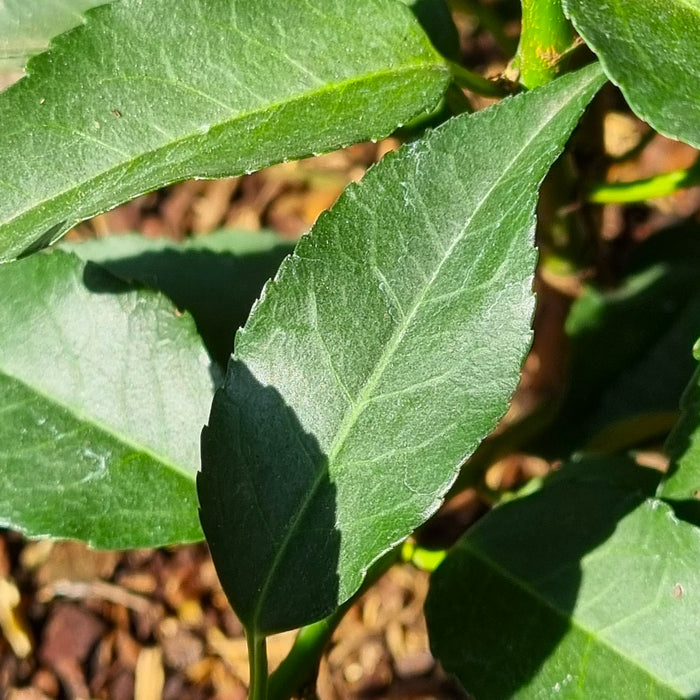 VE PRUNUS 'Lusitanica Angustifolia' 17cm