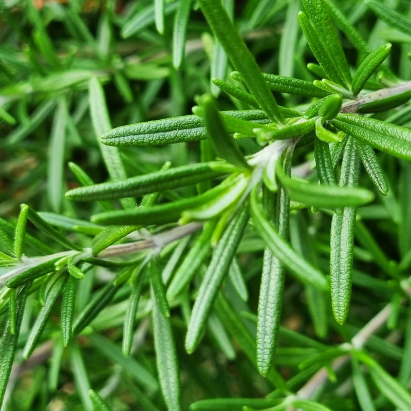 ROSMARINUS Officinalis 14cm