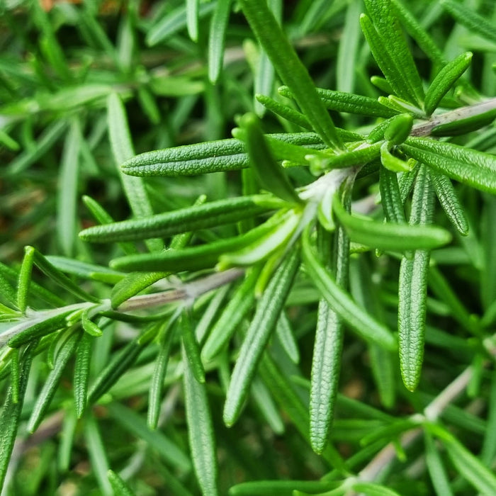 ROSMARINUS officinalis 5ltr