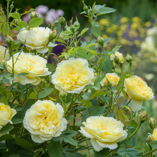 DAVID AUSTIN ROSES - The Country Parson
