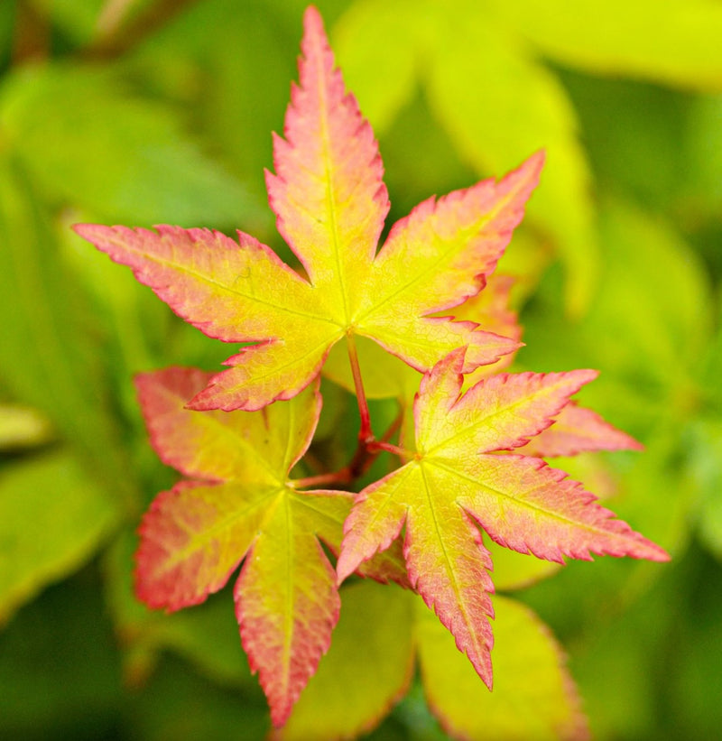 ACER palmatum Little Princess C3