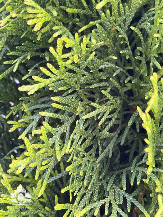 THUJA 'Occidentalis Smaragd' 17cm