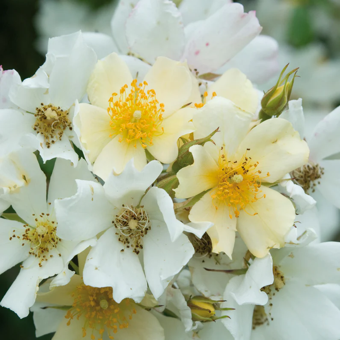 DAVID AUSTIN ROSES - Wedding Day