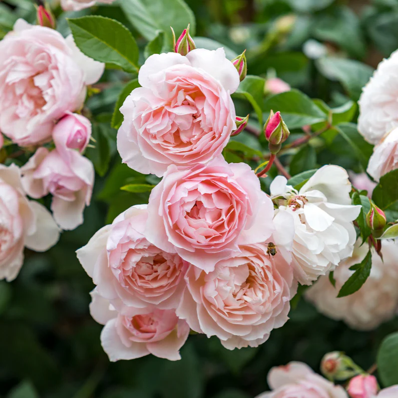DAVID AUSTIN ROSES - The Generous Gardener 6ltr