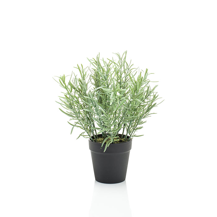 Emerald Rosemary In Black Pot 25cm