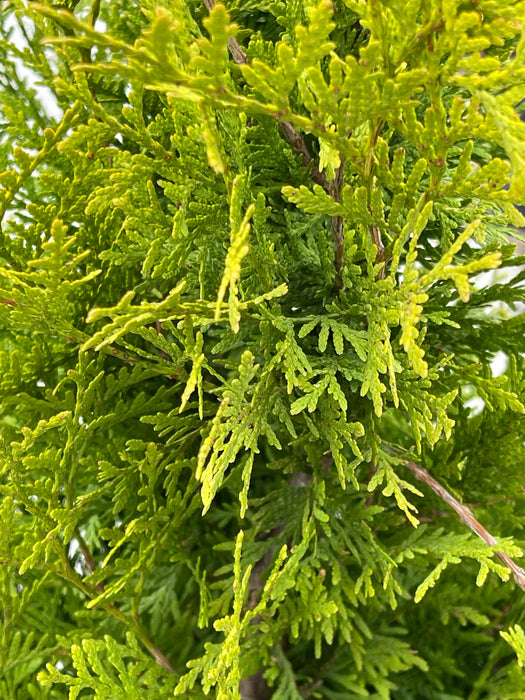 THUJA Gold Brabant 100-125cm