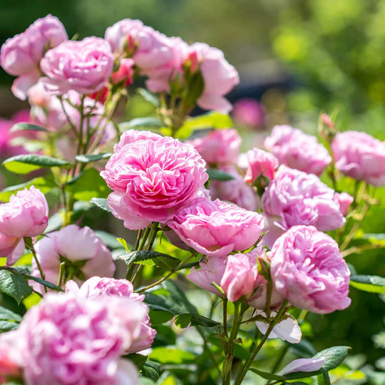 DAVID AUSTIN ROSES -  The Ancient Mariner 6ltr