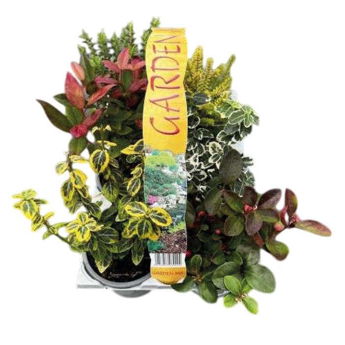 Plant Bundle A (2 x Shrub Pack)