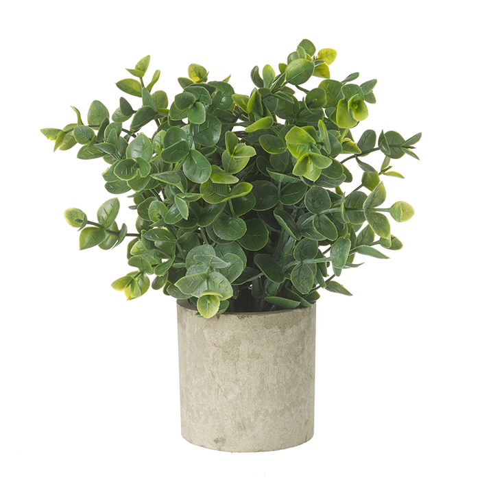 Heaven Sends Eucalyptus Plant In Pot