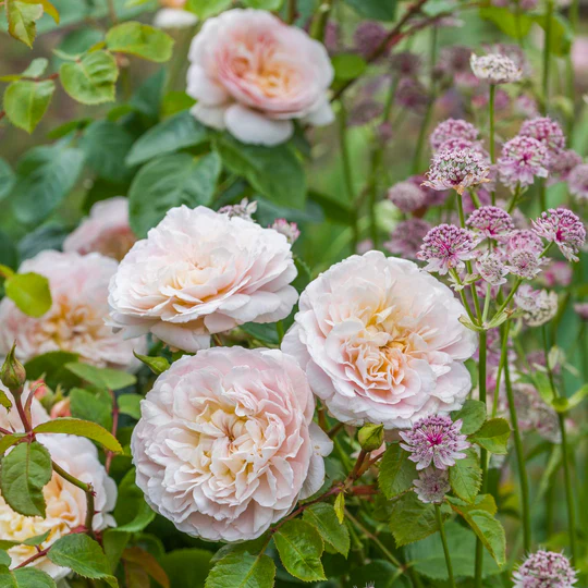 DAVID AUSTIN ROSES - Emily Bronte