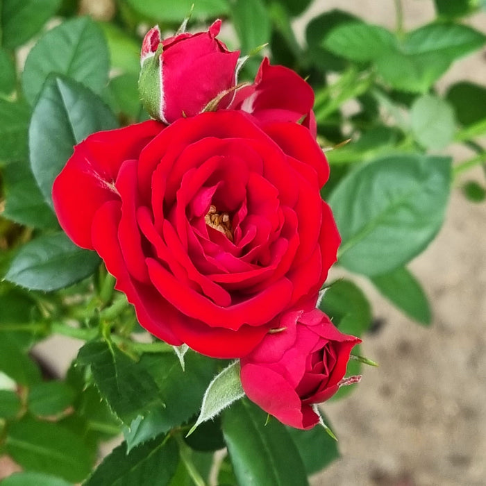 RED Mini Standard Patio Roses — Carpenders Park Garden Centre