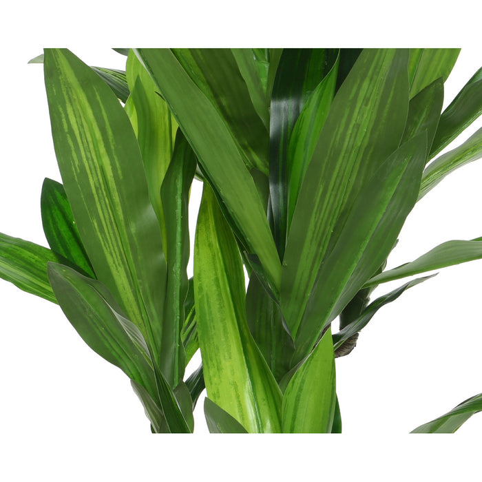 Kaemingk Dracaena Dracaena Fragrans In Pot Plastic