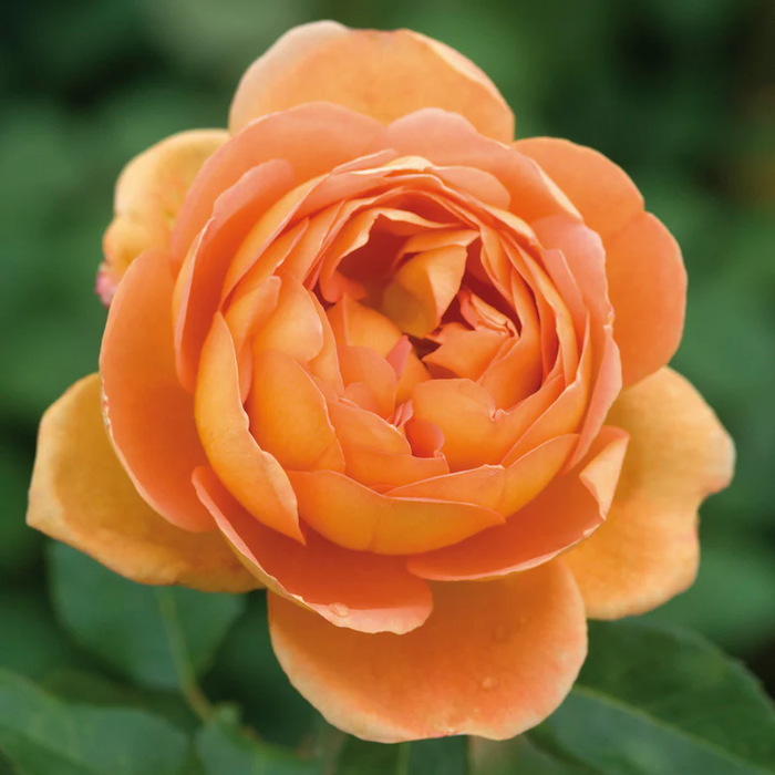 DAVID AUSTIN ROSES - Pat Austin