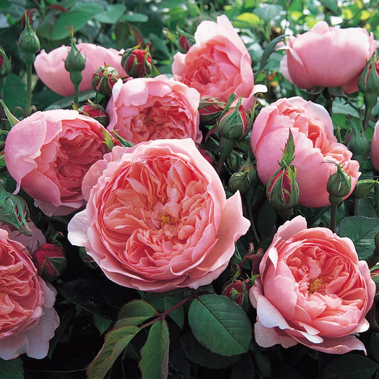 DAVID AUSTIN ROSES -  The Alnwick Rose