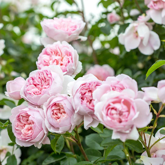 DAVID AUSTIN ROSES - Wildeve 6ltr