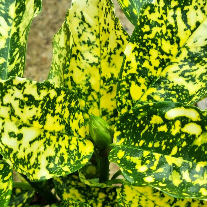 AUCUBA jap. Crotonifolia