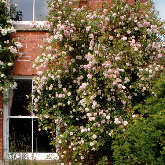 DAVID AUSTIN ROSES - Cecile Brunner Climbing