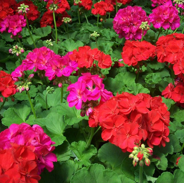 Plant Bundle P - Bush Geranium Plants (x10)