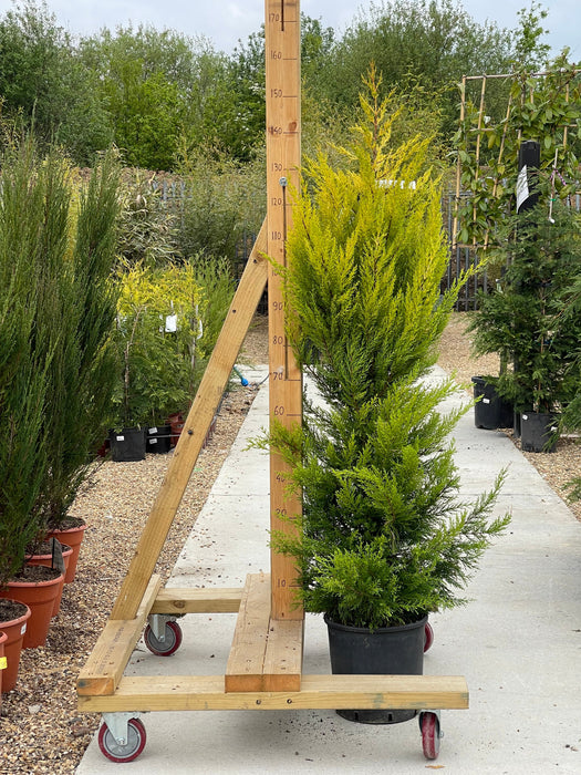 CUPRESSUS Macrocarpa Goldcrest 125-150cm