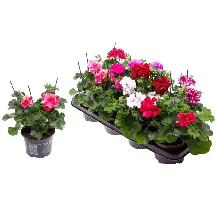 Geraniums Trailing Tray of 12 Mixed
