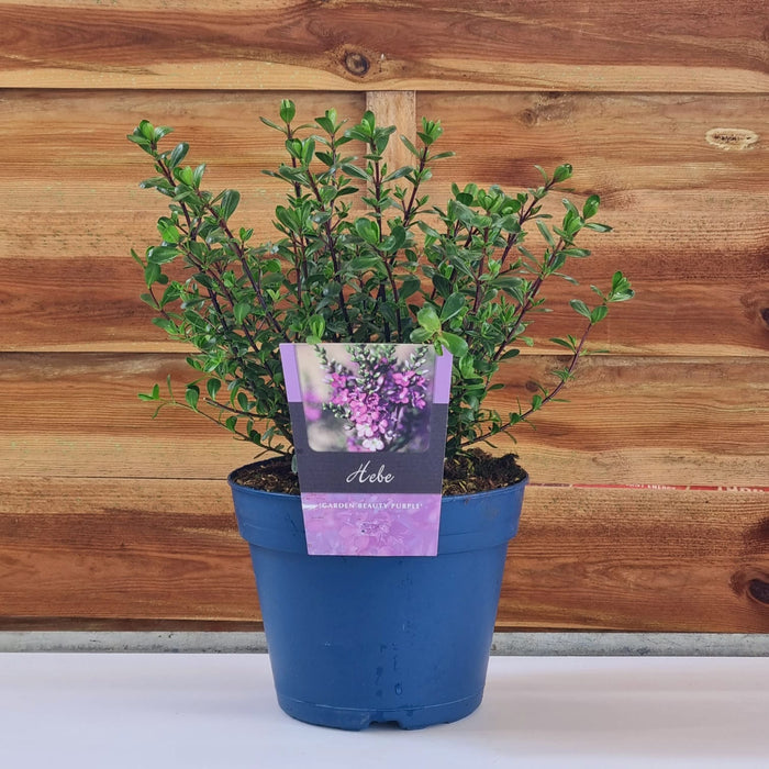 HEBE Garden Beauty Purple