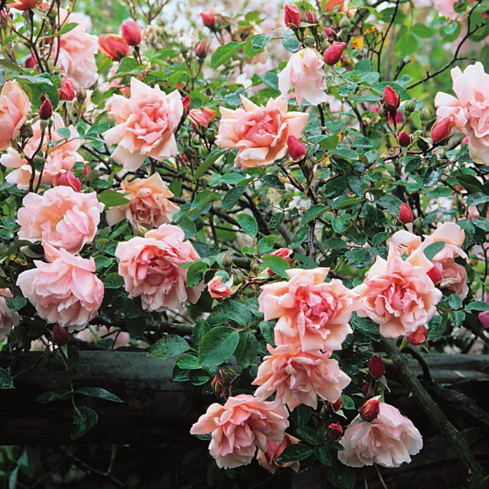 DAVID AUSTIN ROSES - Albertine