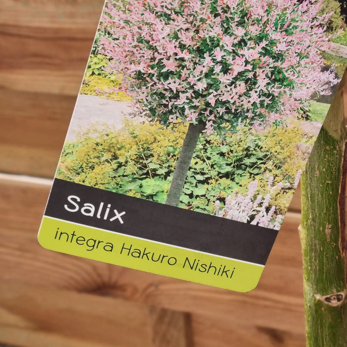 SALIX 'Flamingo' 100 Cm