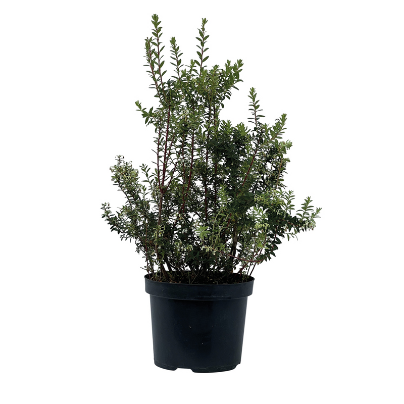 PERNETTYA mucronata P14