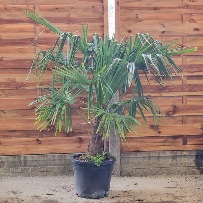 TRACHYCARPUS  Fortunei CLT 20