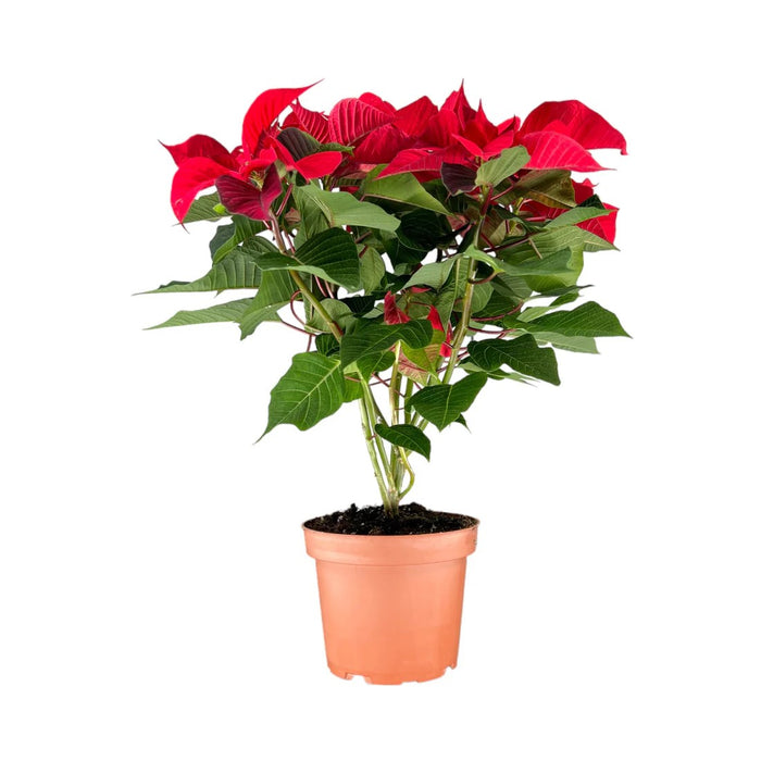 POINSETTIA Red 13cm