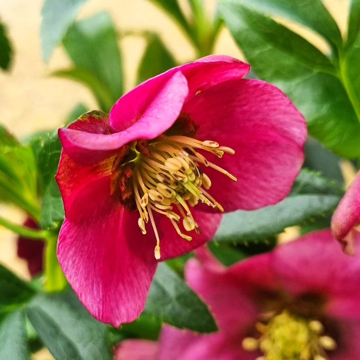 HELLEBORUS orientalis Hello Pink 2ltr