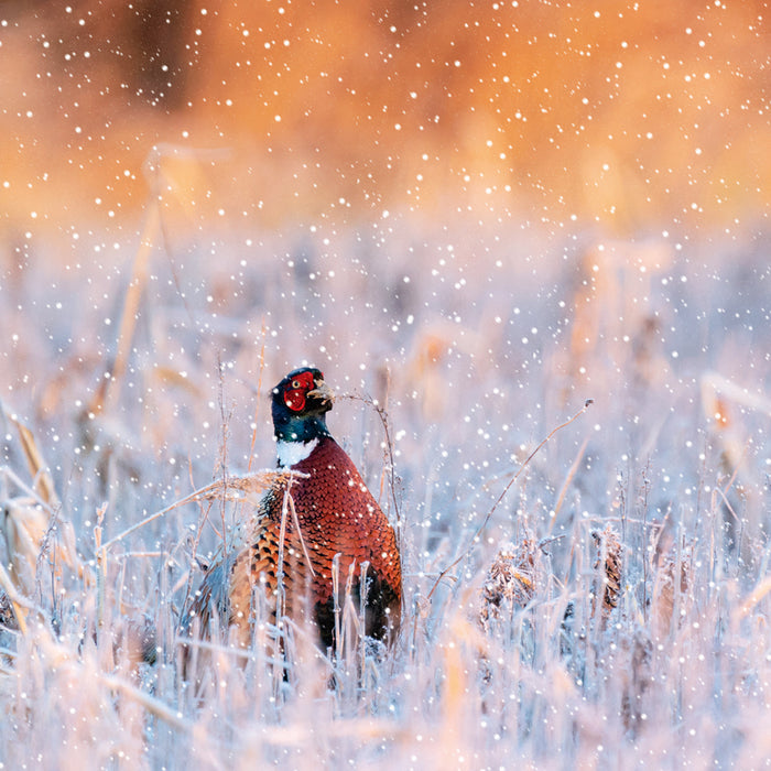 Abacus Xmas 2024 Packs - Festive Pheasant