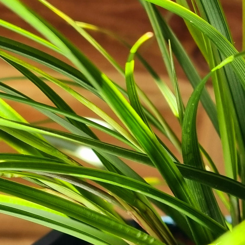 CAREX Everlime