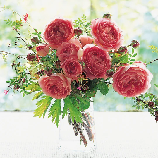 DAVID AUSTIN ROSES - Jubilee Celebration