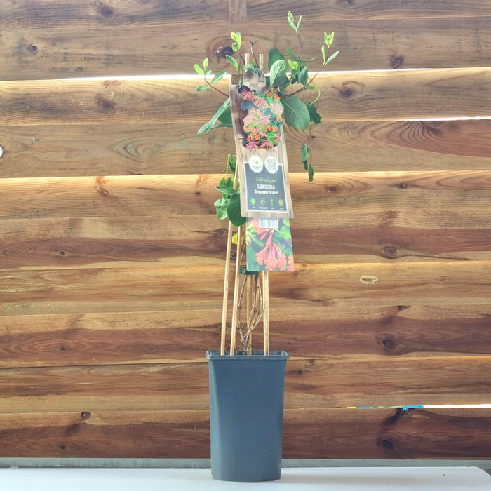 LONICERA Dropmore Scarlet 17cm