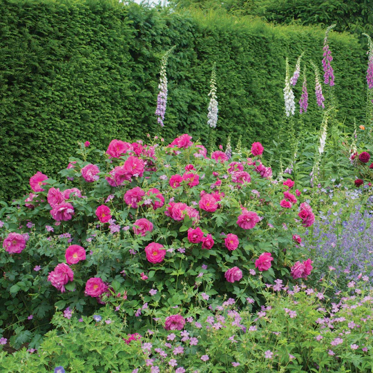 DAVID AUSTIN ROSES - Wild Edric