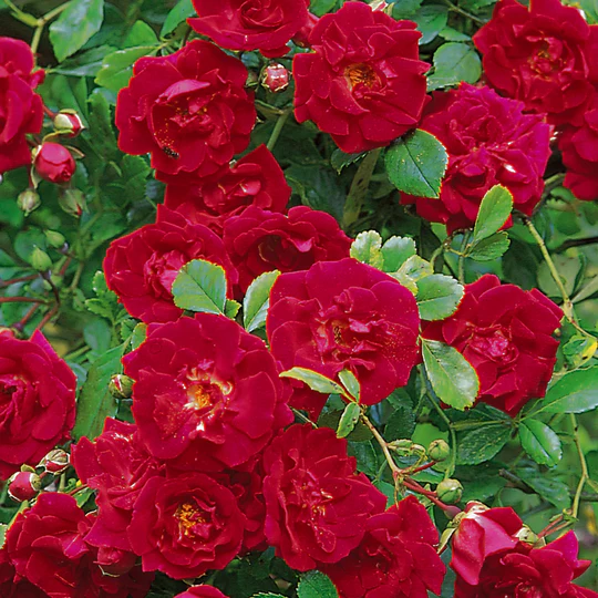 DAVID AUSTIN ROSES - Crimson Shower