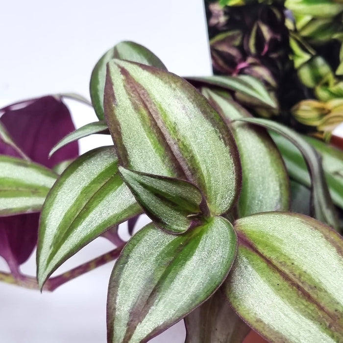 TRADESCANTIA Zebrina 7cm
