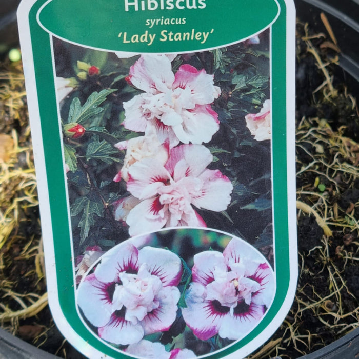 HIBISCUS  'lady Stanley'