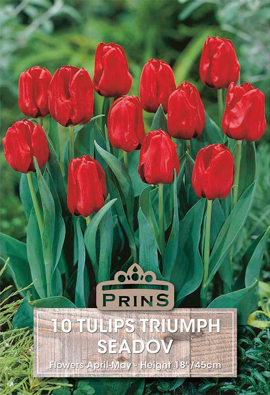Prins Tulips Seadov 10 P.P.
