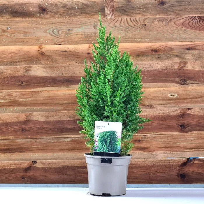 JUNIPERUS chin. 'Stricta' 2ltr