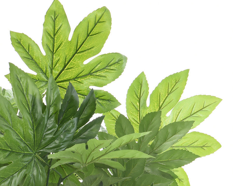 Kaemingk Aralia In Pot